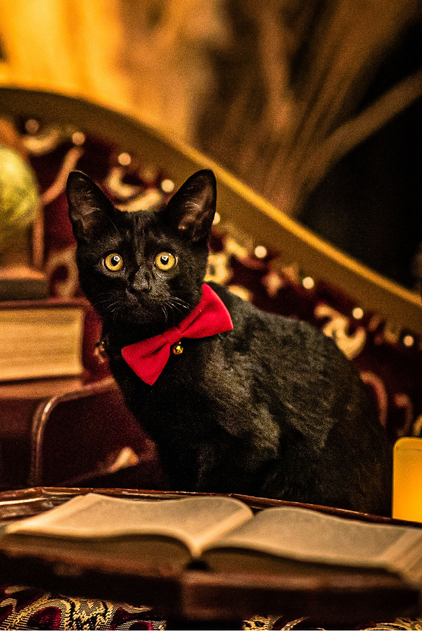 宇都宮,ペット,猫