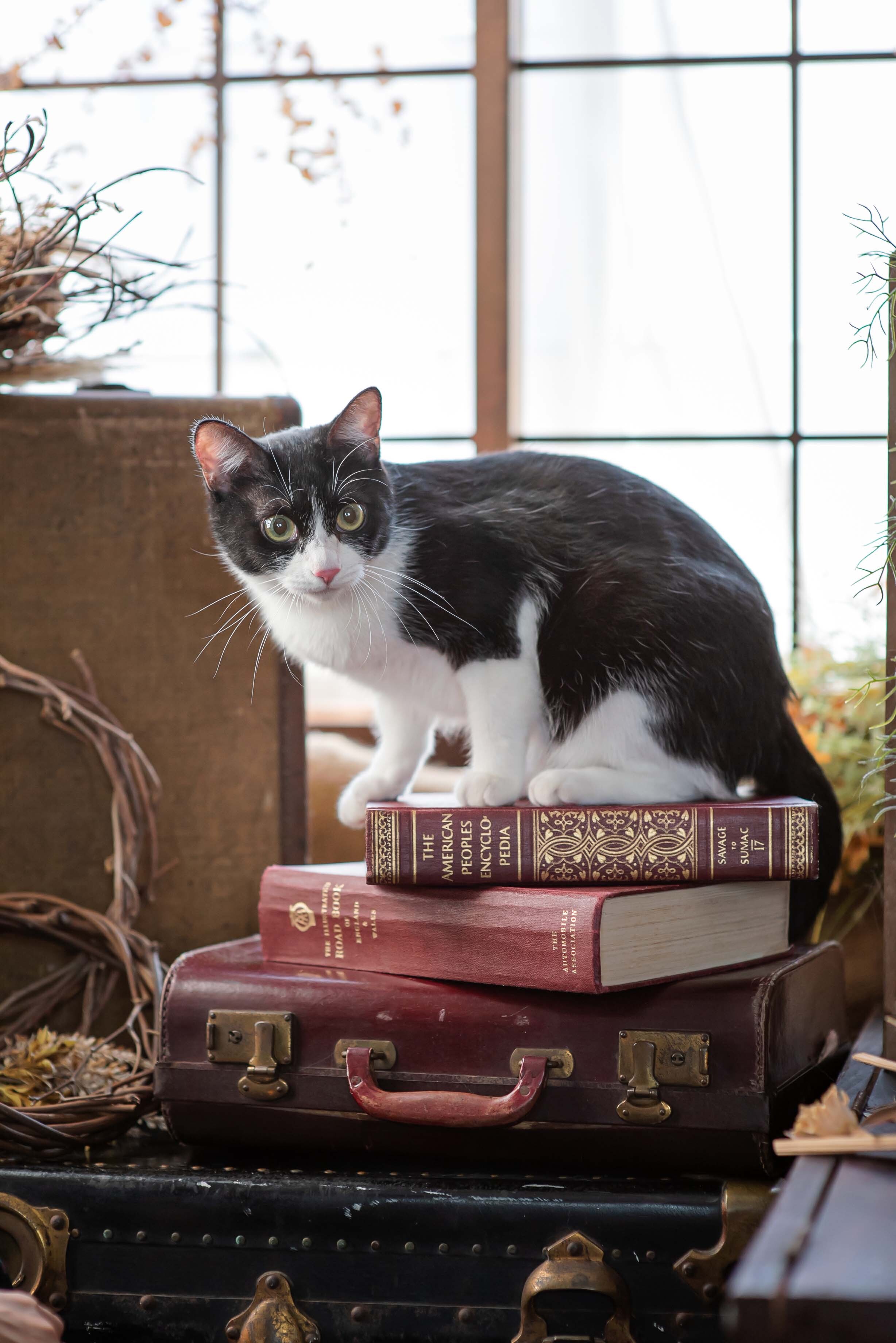 宇都宮,ペット,猫