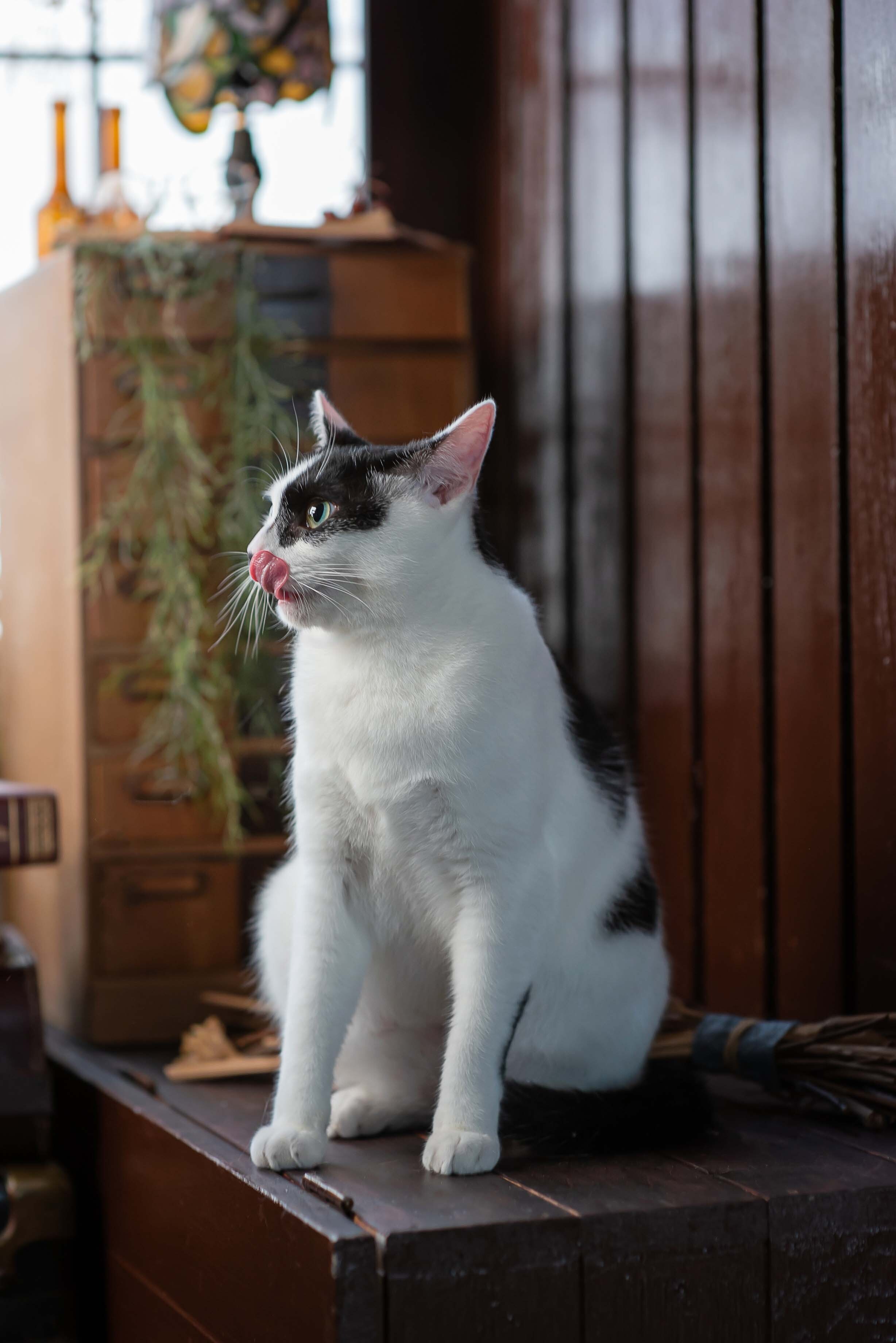 宇都宮,ペット,猫