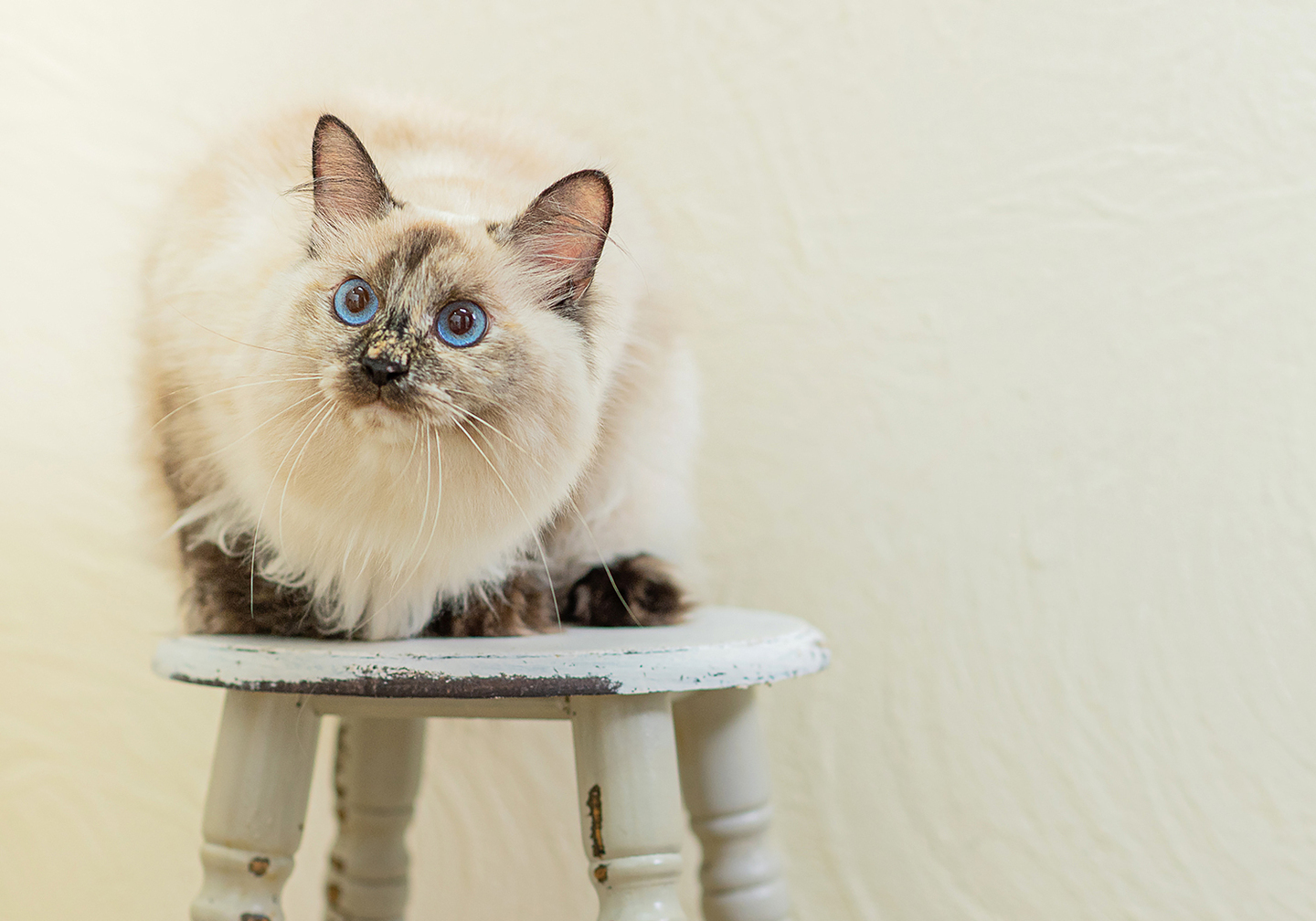 宇都宮,フォトスタジオ,写真館