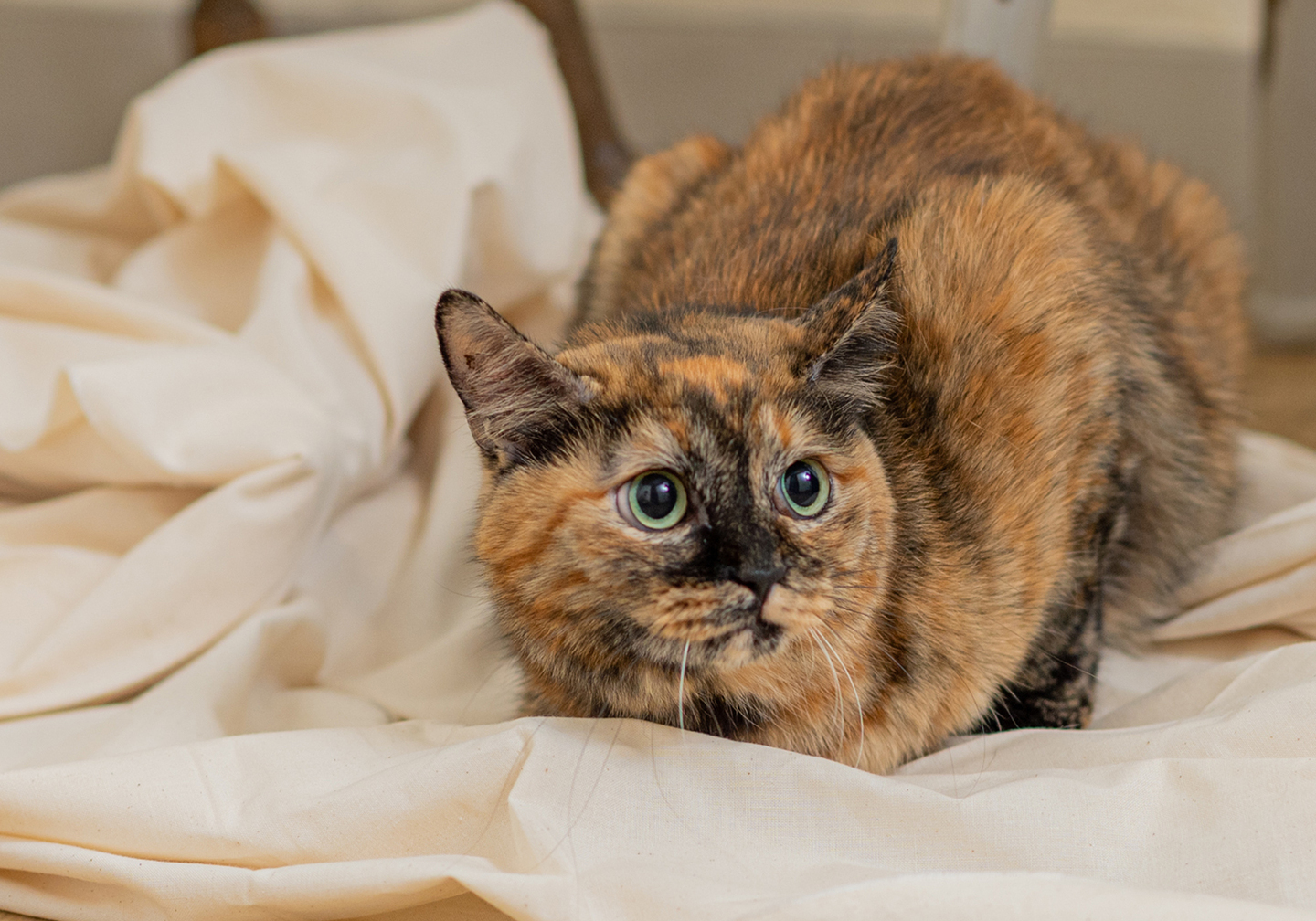 宇都宮,フォトスタジオ,写真館