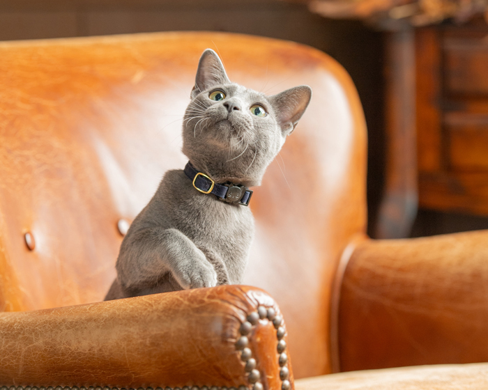 フォトスタジオ,宇都宮,ペット